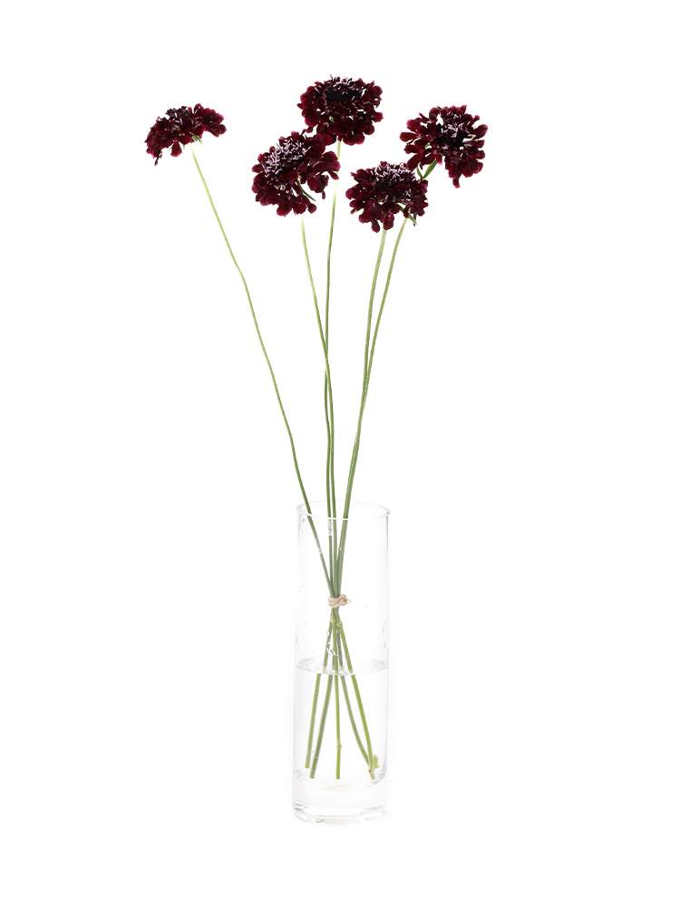 【生花】スカビオサ　ブラックナイトの全体写真