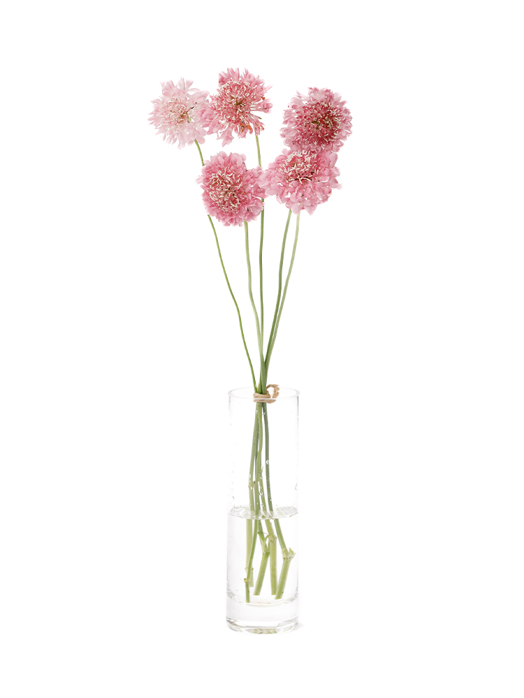 【生花】スカビオサ　サーモンピンクの全体写真