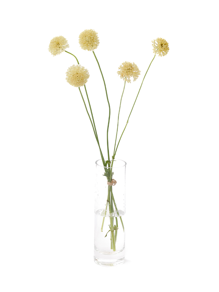 【生花】スカビオサ　イエロームーンの全体写真