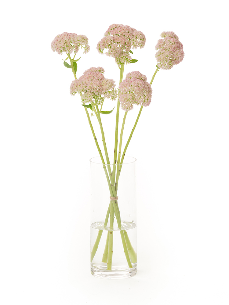 【生花】セダム セダムピンクの全体写真