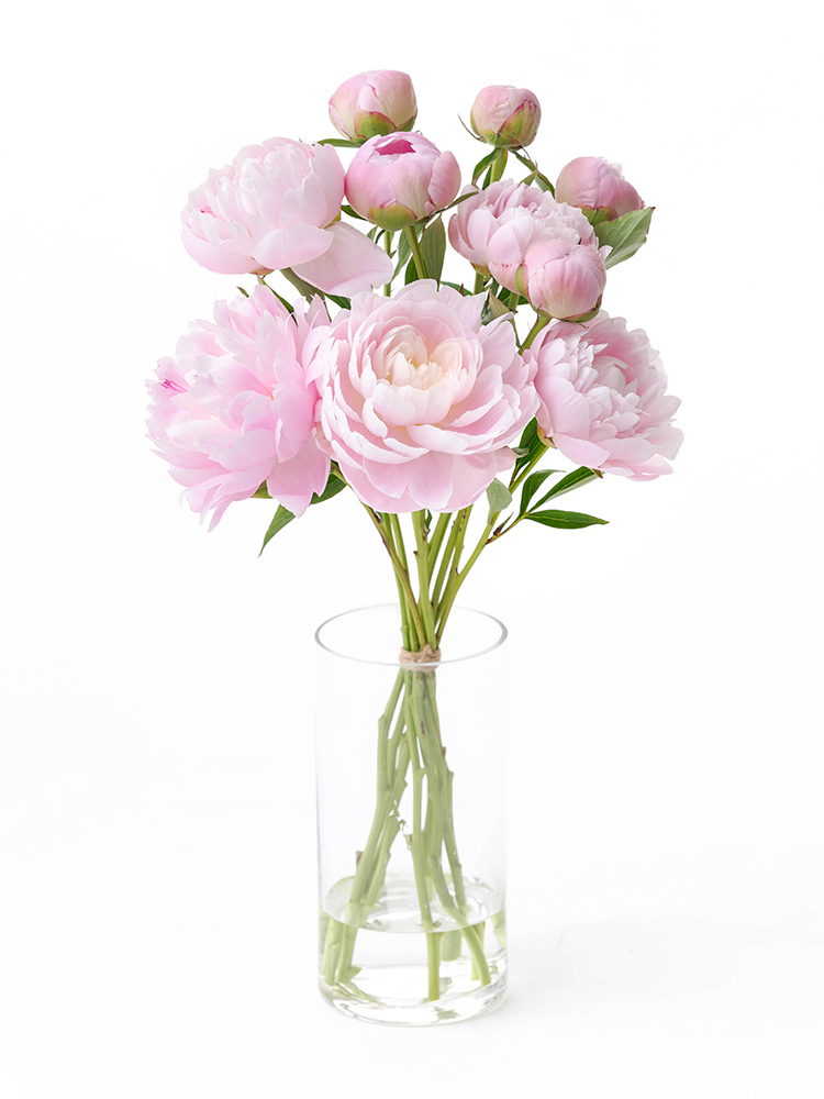 【入荷花材】芍薬(薄ピンク) 品種おまかせ　※花サイズ小の全体写真