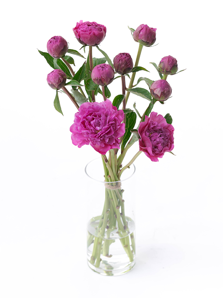 【生花】シャクヤク　品種おまかせ(紫)の全体写真
