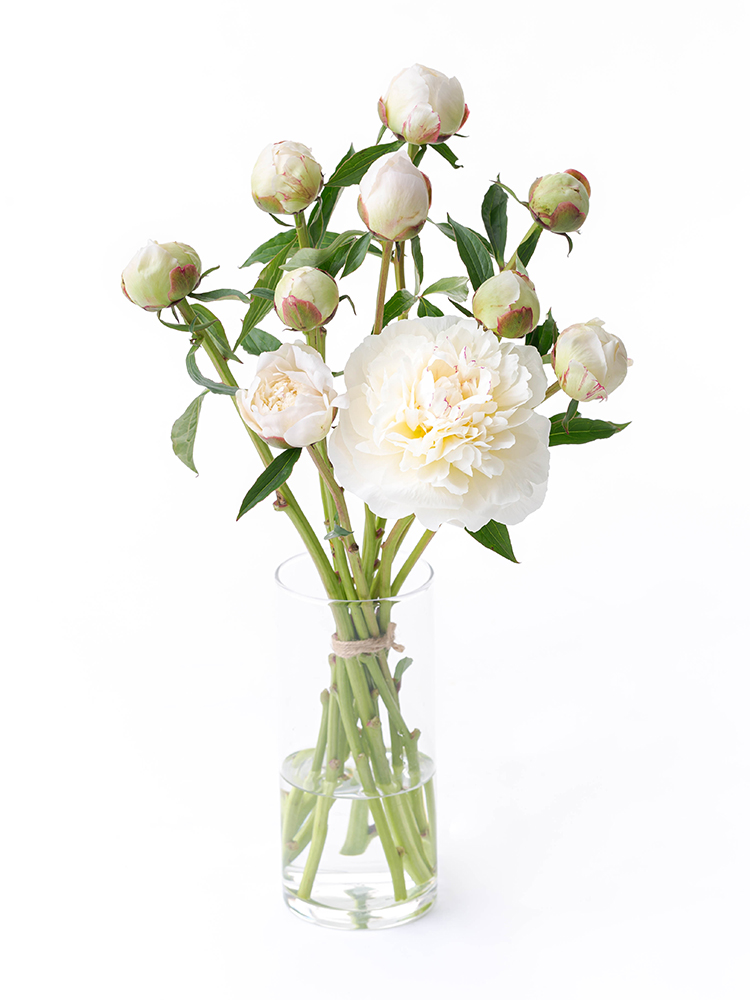 【入荷花材】芍薬(白) 品種おまかせ　※花サイズ小の全体写真