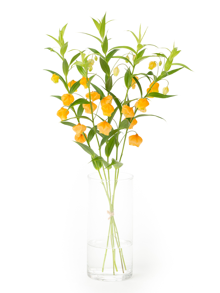【生花】サンダーソニア(オレンジ)　品種おまかせの全体写真