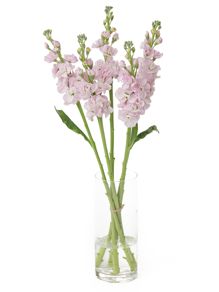 【生花】ストック(薄ピンク) 品種おまかせの全体写真
