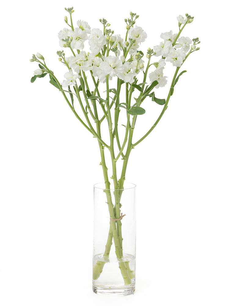 【生花】スプレーストック　ホワイトカルテットの全体写真