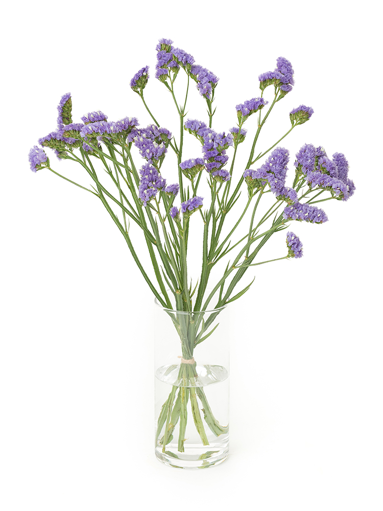 【生花】スターチス　品種おまかせ(薄紫)の全体写真