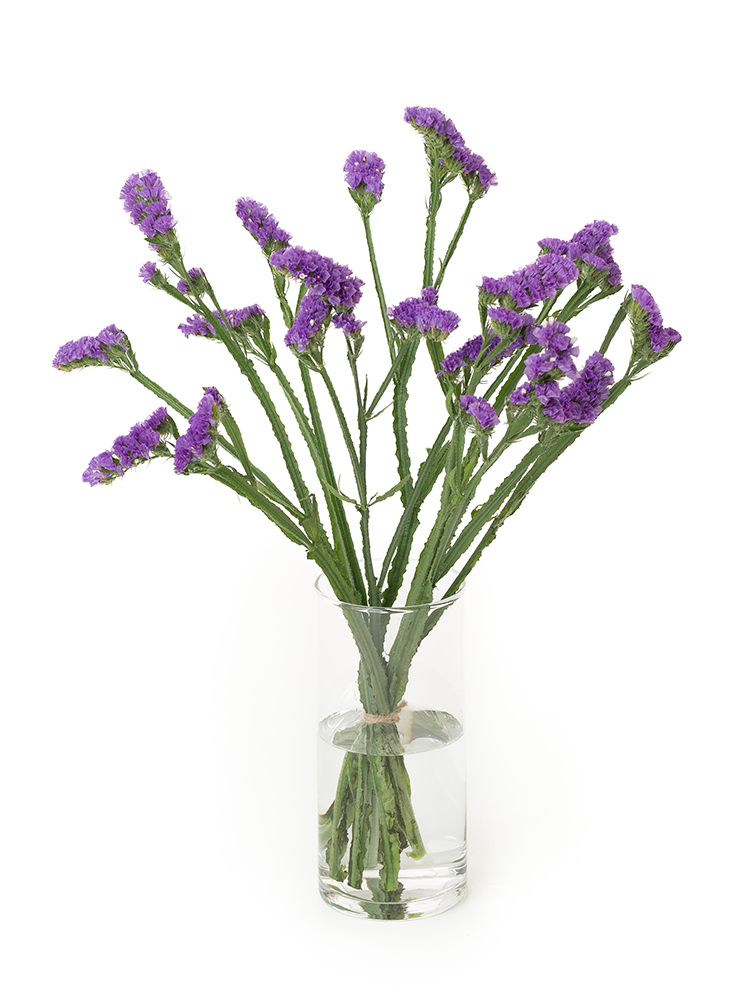 【生花】スターチス(紫)　品種おまかせの全体写真