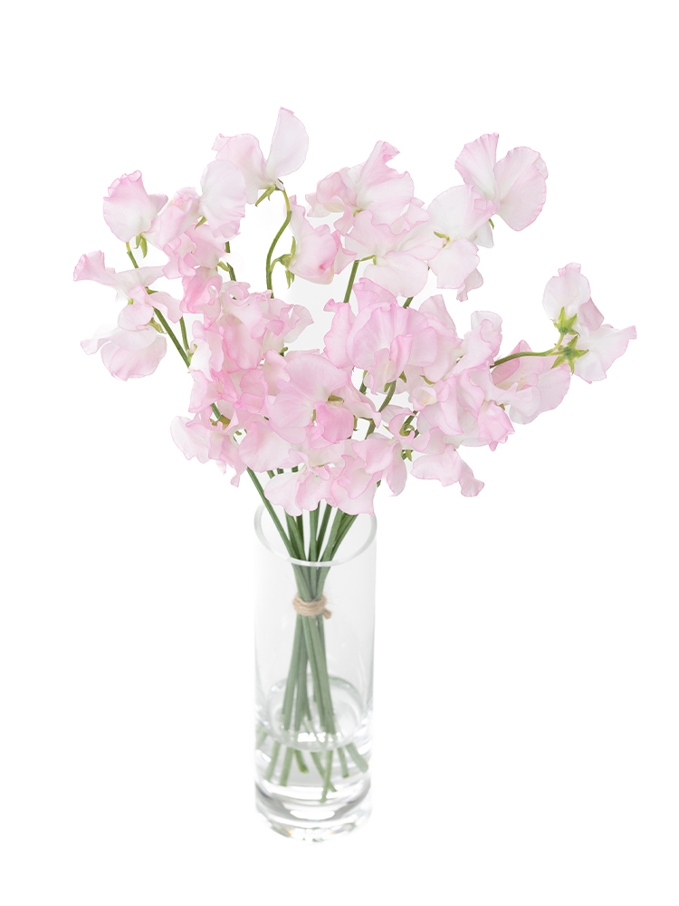 【生花】スイートピー(薄ピンク) 品種おまかせ　※花サイズ大の全体写真