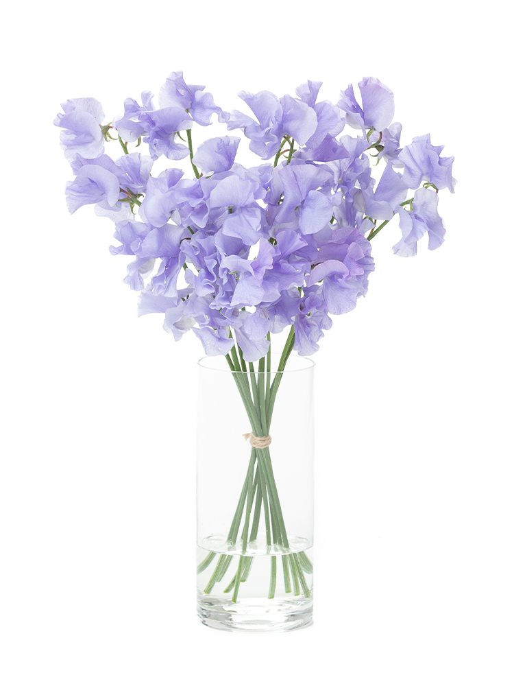 【生花】スイートピー　品種おまかせ(薄紫)の全体写真