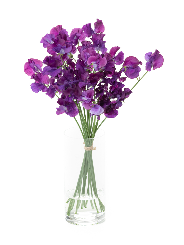 【生花】スイートピー(紫)　品種おまかせの全体写真