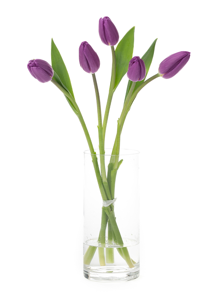 【生花】チューリップ(紫) 品種おまかせの全体写真