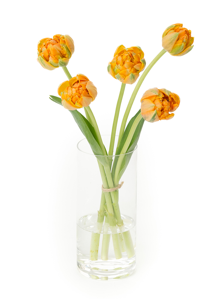 【生花】チューリップ(八重咲き)　オレンジプリンセスの全体写真