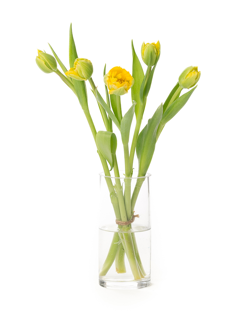 【生花】チューリップ　品種おまかせ(八重咲き)黄の全体写真