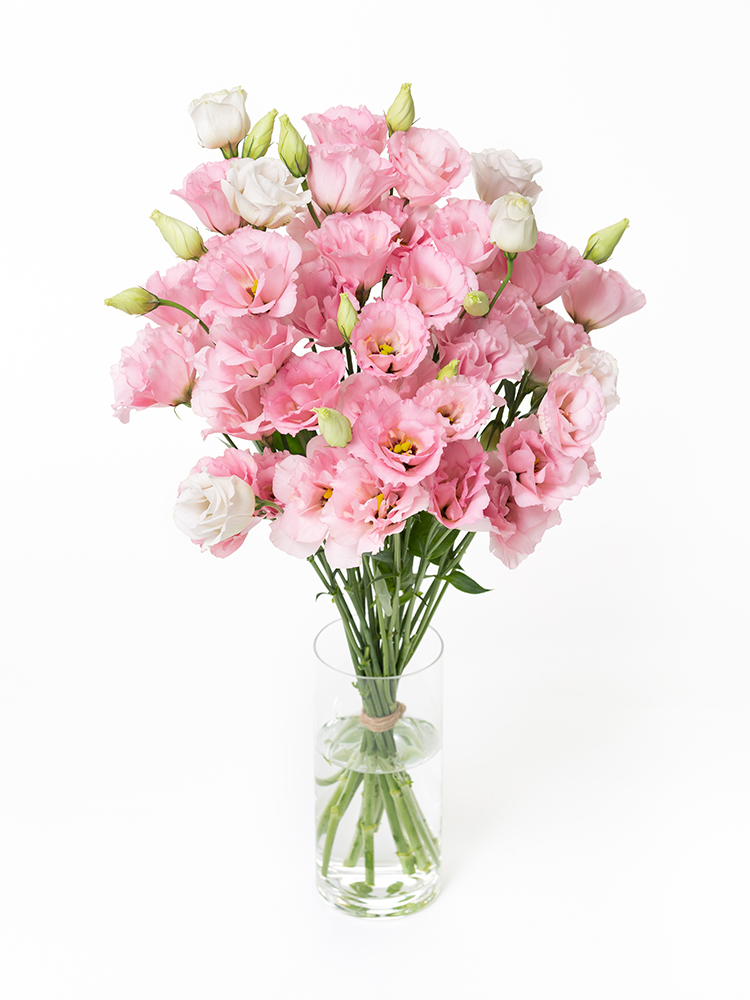 【生花】トルコキキョウ　コレゾライトピンクの全体写真