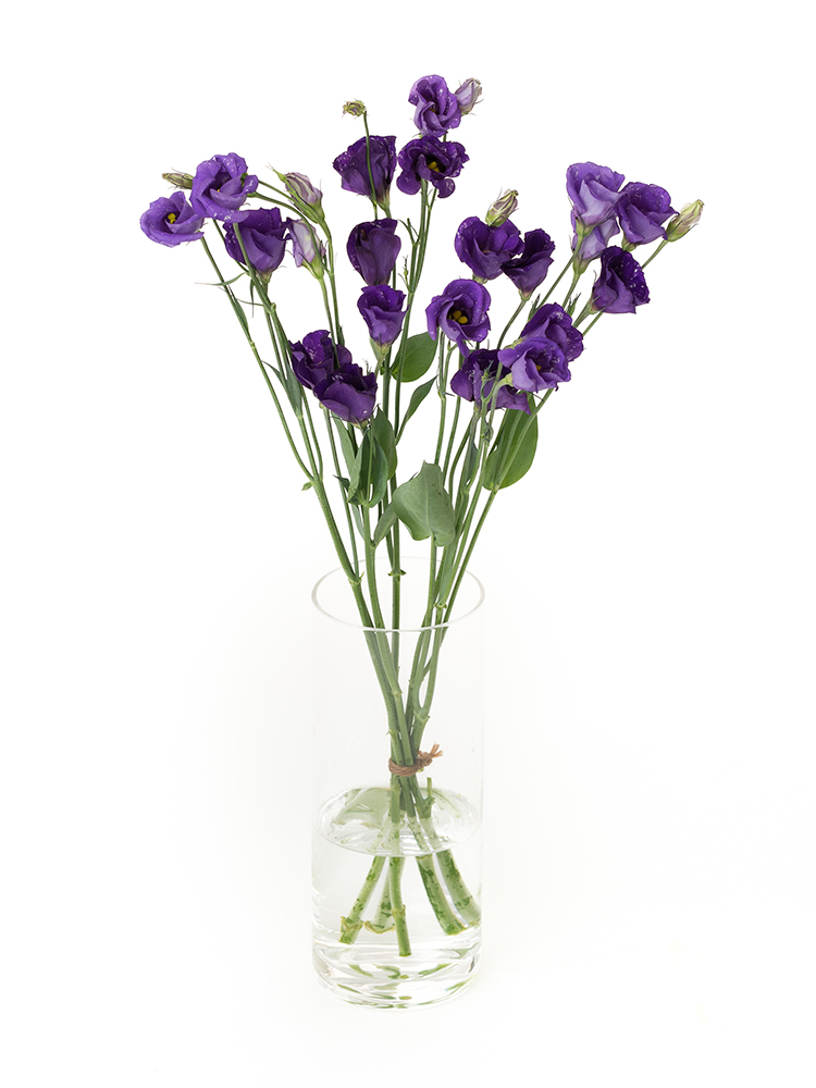 【生花】トルコキキョウ・無花粉(紫)　品種おまかせの全体写真