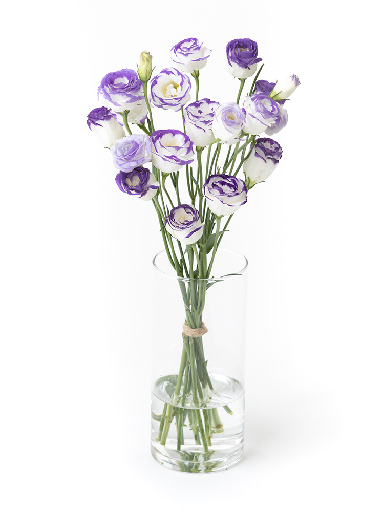 【生花】トルコキキョウ(白・紫) 品種おまかせの全体写真