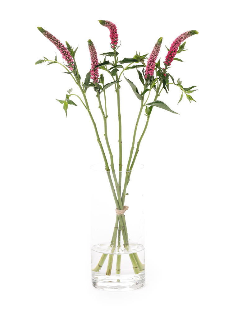 【生花】ベロニカ(ピンク)　品種おまかせの全体写真
