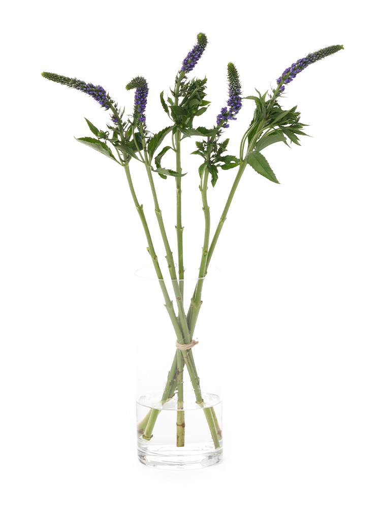 【生花】ベロニカ(紫)　品種おまかせの全体写真
