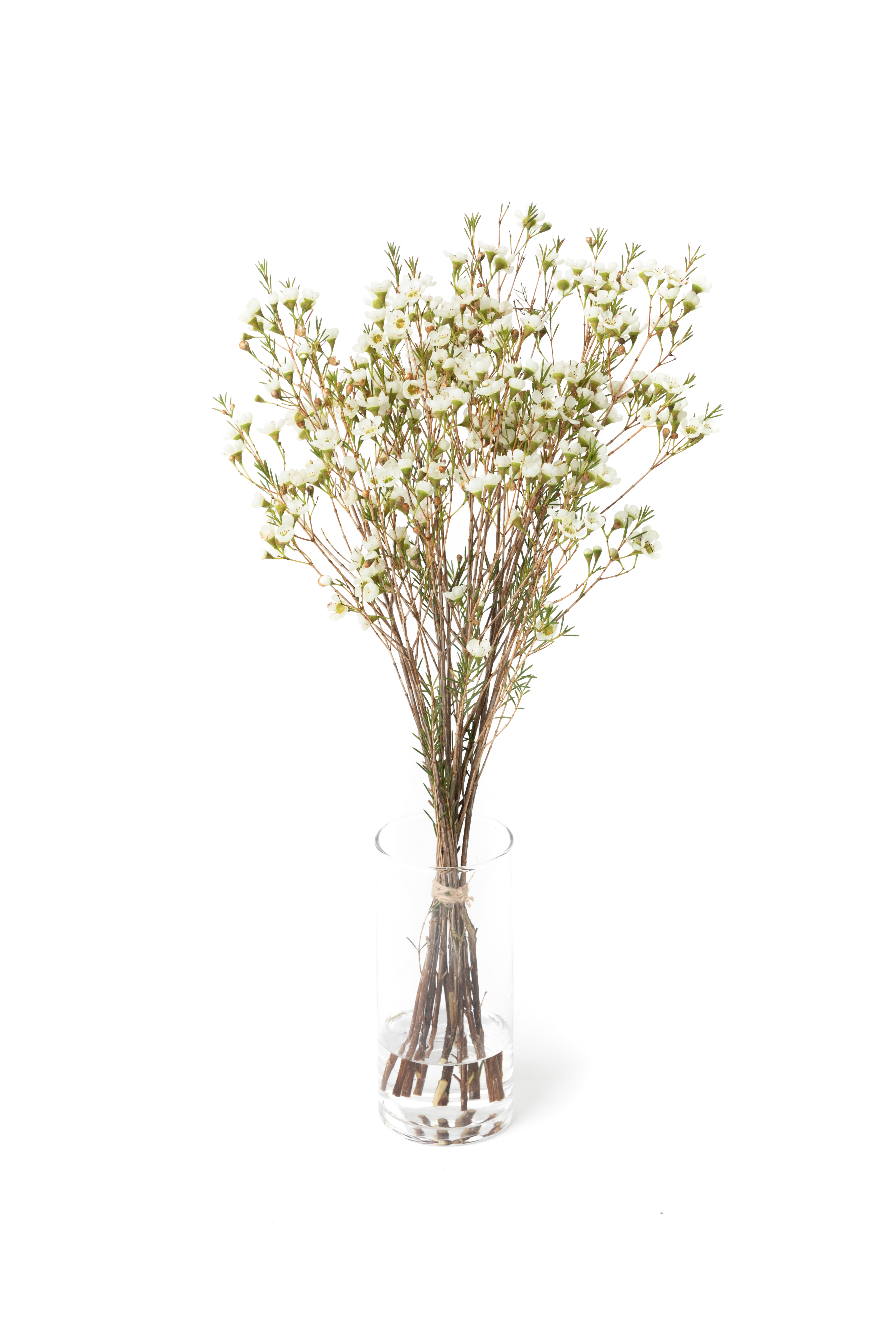 【生花】ワックスフラワー(白)　品種おまかせの全体写真