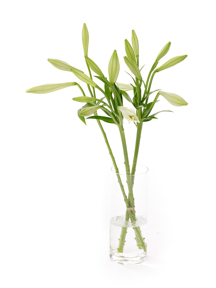 【生花】テッポウユリ(白)　品種おまかせの全体写真