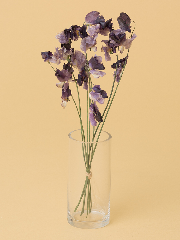 【高級ドライ】スイートピー(紫)　品種おまかせの全体写真