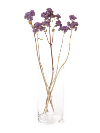 【ドライ】アゲラタム　トップブルー