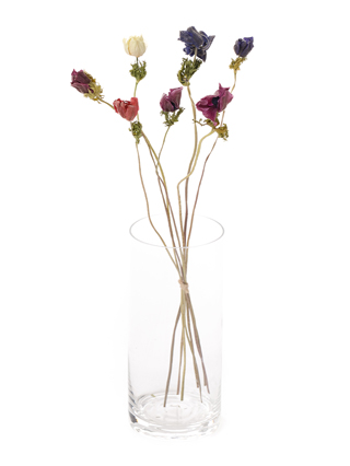 【ドライ】アネモネ　品種おまかせ