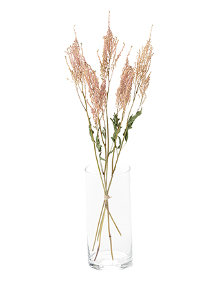 【ドライ】アスチルベ(ピンク)　品種おまかせ