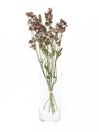 【ドライ】アストランチア　ローマ