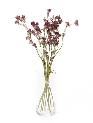 【ドライ】アストランチア　スターオブアフリカ