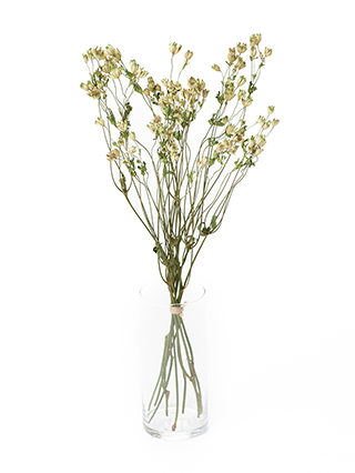 【ドライ】アストランチア　スターオブビリオン