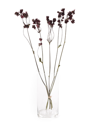 【ドライ】アストランチア　スターオブファイヤー