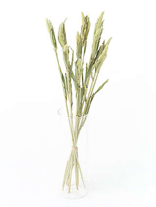 【ドライ】アワ(緑)　品種おまかせ