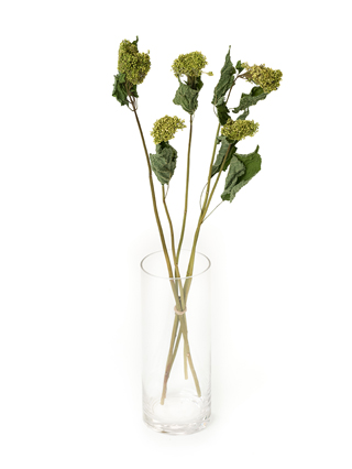 【ドライ】アジサイ　アナベルグリーン