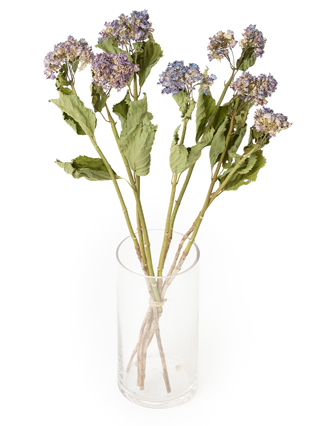 【ドライ】アジサイ(ピンク)　品種おまかせ