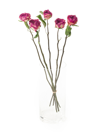 【ドライ】バラ　スタートレック