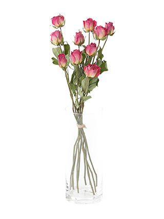 【ドライ】バラ　エースピンク