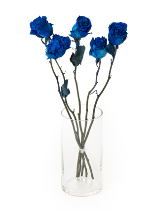【ドライ】バラ　ベンデラブルー
