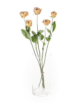 【ドライ】バラ　キャラメルアンティーク