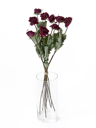 【ドライ】バラ　イブピアッチェ