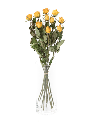 【ドライ】バラ　ゴールドストライク