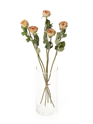 【ドライ】バラ　ヘリオスロマンティカ