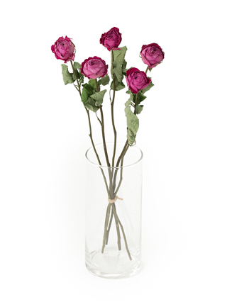 【ドライ】バラ　ポムグラニット+