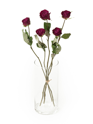 【ドライ】バラ　プライムチャーム+