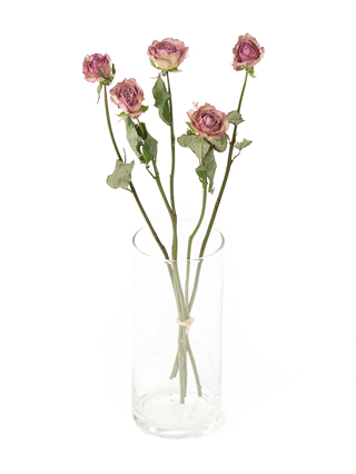 【ドライ】バラ　ラプソディ