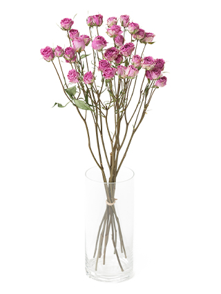 【ドライ】スプレーバラ　バンビーナ