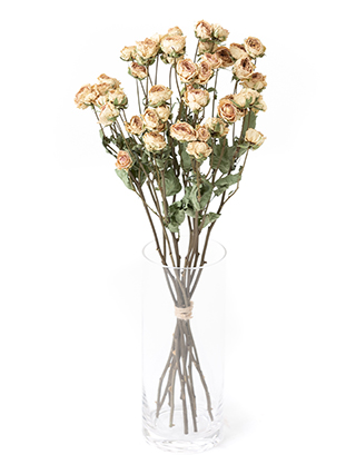 【ドライ】スプレーバラ　ファンシーローラ