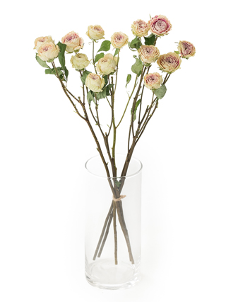 【ドライ】スプレーバラ　ジェラート