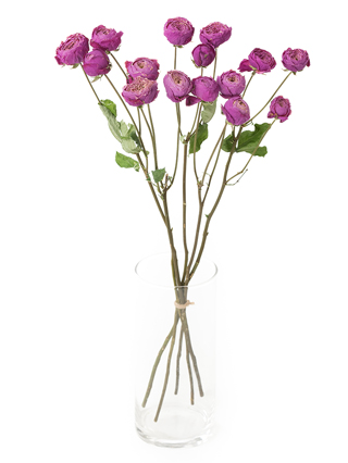 【ドライ】スプレーバラ　シルバピンク